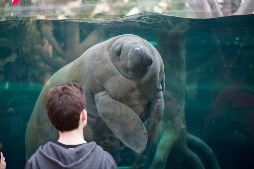 Zoo von Paris