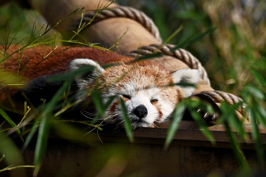 Rode panda de Jardin des Plantes Dierentuin