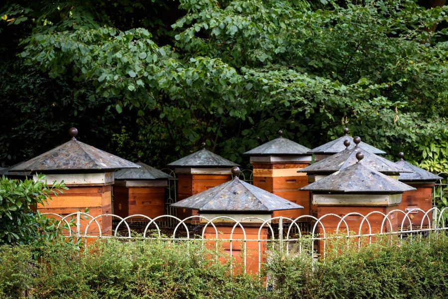 Bijen in het Jardin du Luxembourg